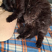 Sparrow a rejoint le concours — aidez-le/la à gagner de superbes lots ! cat, black_cat, sleeping, long_hair, fur, blanket, plaid, cushion, indoor, pet, nap, cozy, curled_up, paw, whiskers, close_up, sofa, domestic_animal, resting, bed