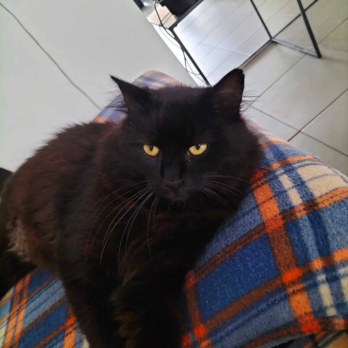 Sparrow a rejoint le concours — aidez-le/la à gagner de superbes lots ! abyssinian, animal, bed, bedroom, blackcat, blanket, cat, chair, couch, cushion, furniture, homedecor, indoors, kitten, manx, pet, quilt, room, slate, tartan