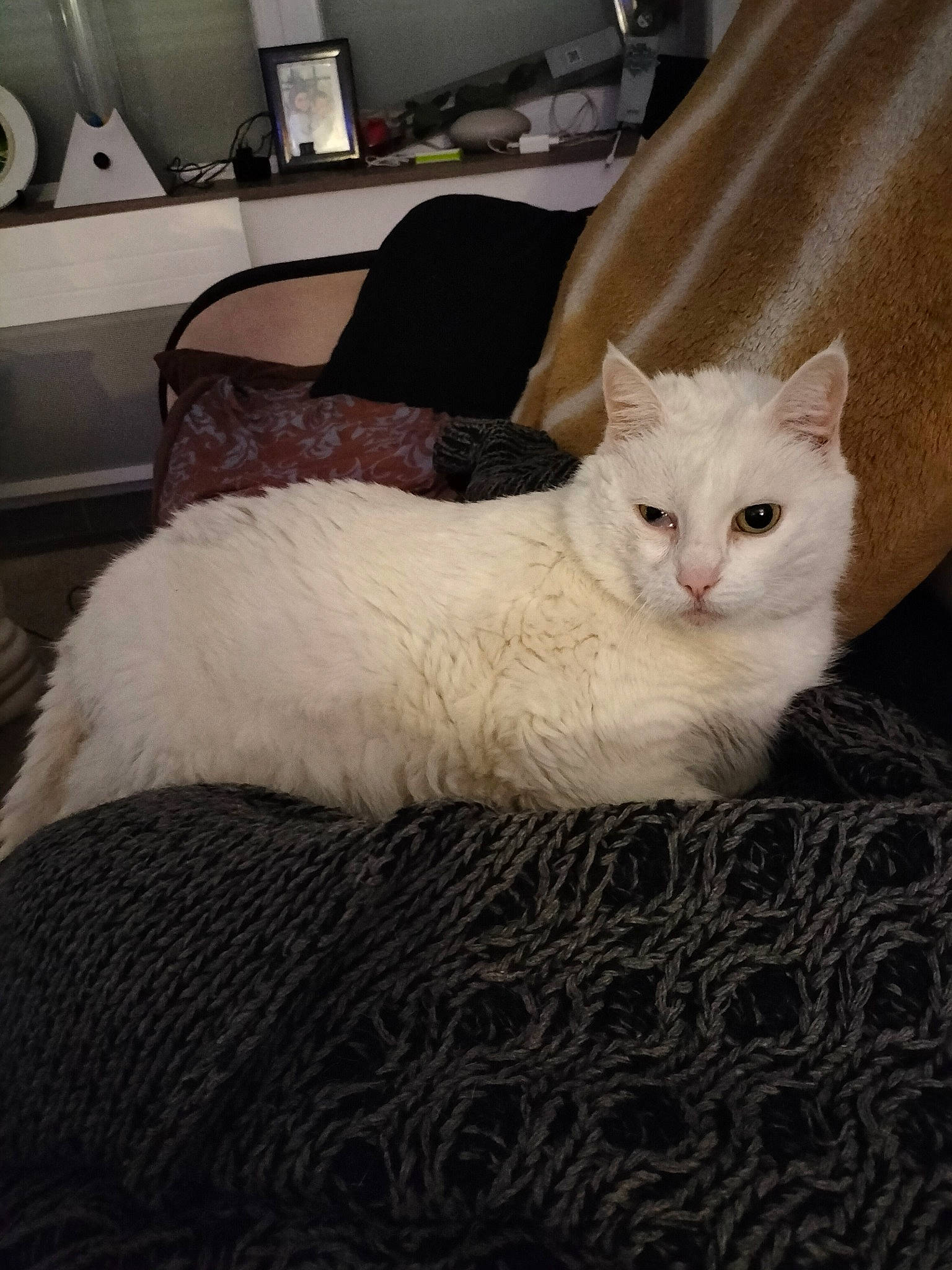 Guess a rejoint le concours — aidez-le/la à gagner de superbes lots ! bedding, carnivore, cat, claw, comfort, couch, domestic_short_haired_cat, fawn, felidae, fur, lamp, linens, nap, paw, room, small_to_medium_sized_cats, snout, tail, whiskers, wood