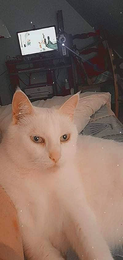 Guess a rejoint le concours — aidez-le/la à gagner de superbes lots ! analog_television, cable_television, carnivore, cat, computer_monitor, display_device, domestic_short_haired_cat, fawn, felidae, fur, small_to_medium_sized_cats, snout, tail, television, terrestrial_animal, whiskers