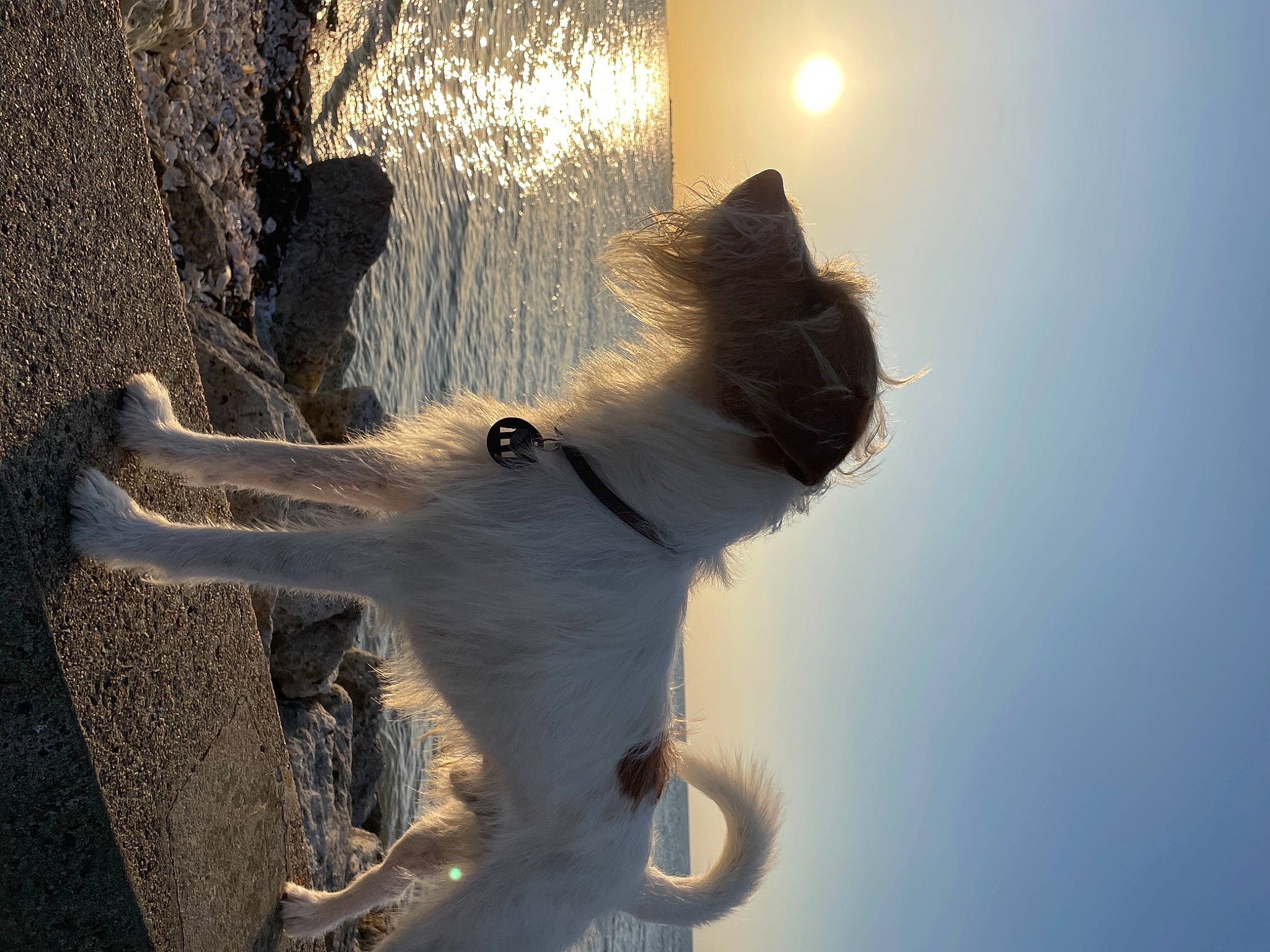 Jarvis participe au concours pour gagner de l'argent avec cette photo : astronomical_object, backlighting, carnivore, dog, dog_breed, fawn, gesture, lens_flare, light, lighting, shadow, sky, snout, sunlight, tail, tints_and_shades, twig, winter, wood, working_animal