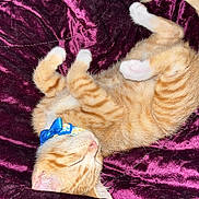 Milo is registered to the contest to win money with this photo: animal, blanket, blue_bow, cat, collar, cozy, cute, domestic_cat, fur, indoor, kitten, orange_tabby, paw, pet, purple, resting, sleeping, soft, velvet, whiskers