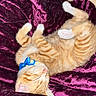 animal, blanket, blue_bow, cat, collar, cozy, cute, domestic_cat, fur, indoor, kitten, orange_tabby, paw, pet, purple, resting, sleeping, soft, velvet, whiskers