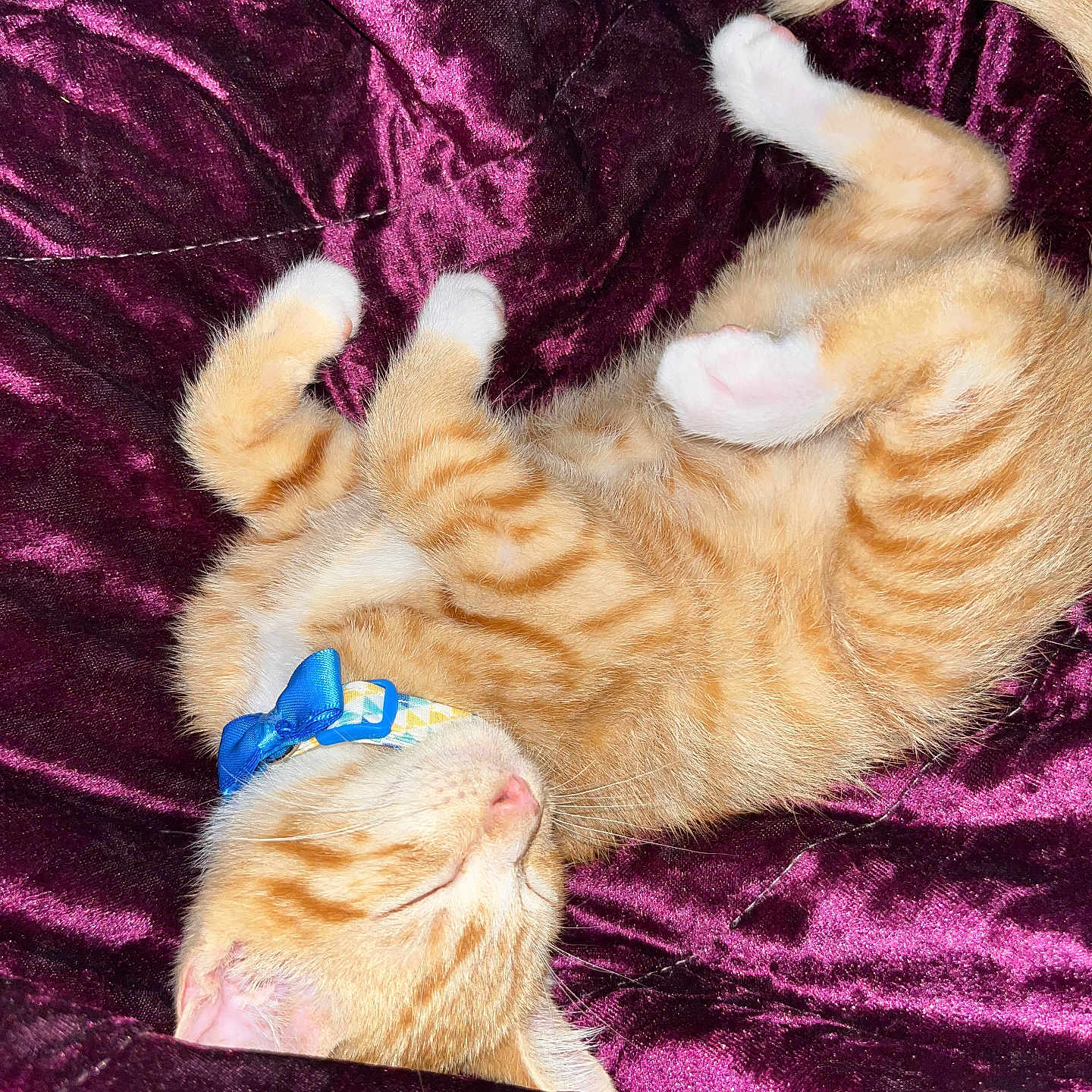 Milo is registered to the contest to win money with this photo: animal, blanket, blue_bow, cat, collar, cozy, cute, domestic_cat, fur, indoor, kitten, orange_tabby, paw, pet, purple, resting, sleeping, soft, velvet, whiskers