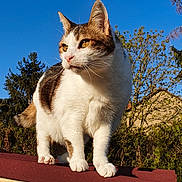 Moumoune participe au concours pour gagner de l'argent avec cette photo : cat, animal, outdoor, wood, sky, sunlight, pet, feline, nature, tree, roof, daylight, whiskers, ears, fur, standing, portrait, closeup, mammal, domestic_animal