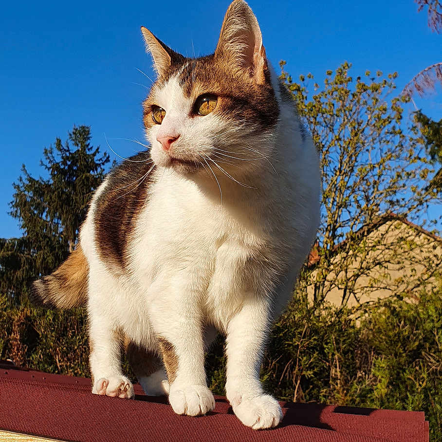 Moumoune participe au concours pour gagner de l'argent avec cette photo : animal, cat, closeup, daylight, domestic_animal, ears, feline, fur, mammal, nature, outdoor, pet, portrait, roof, sky, standing, sunlight, tree, whiskers, wood