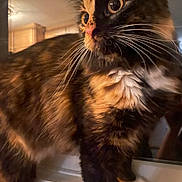 Buttercup joined the competition — help win amazing prizes! cat, tortoiseshell, animal, pet, whiskers, fur, indoor, closeup, curious, eyes, mammal, cute, feline, domestic, paw, window, reflection, soft_light, portrait, cozy