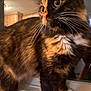cat, tortoiseshell, animal, pet, whiskers, fur, indoor, closeup, curious, eyes, mammal, cute, feline, domestic, paw, window, reflection, soft_light, portrait, cozy