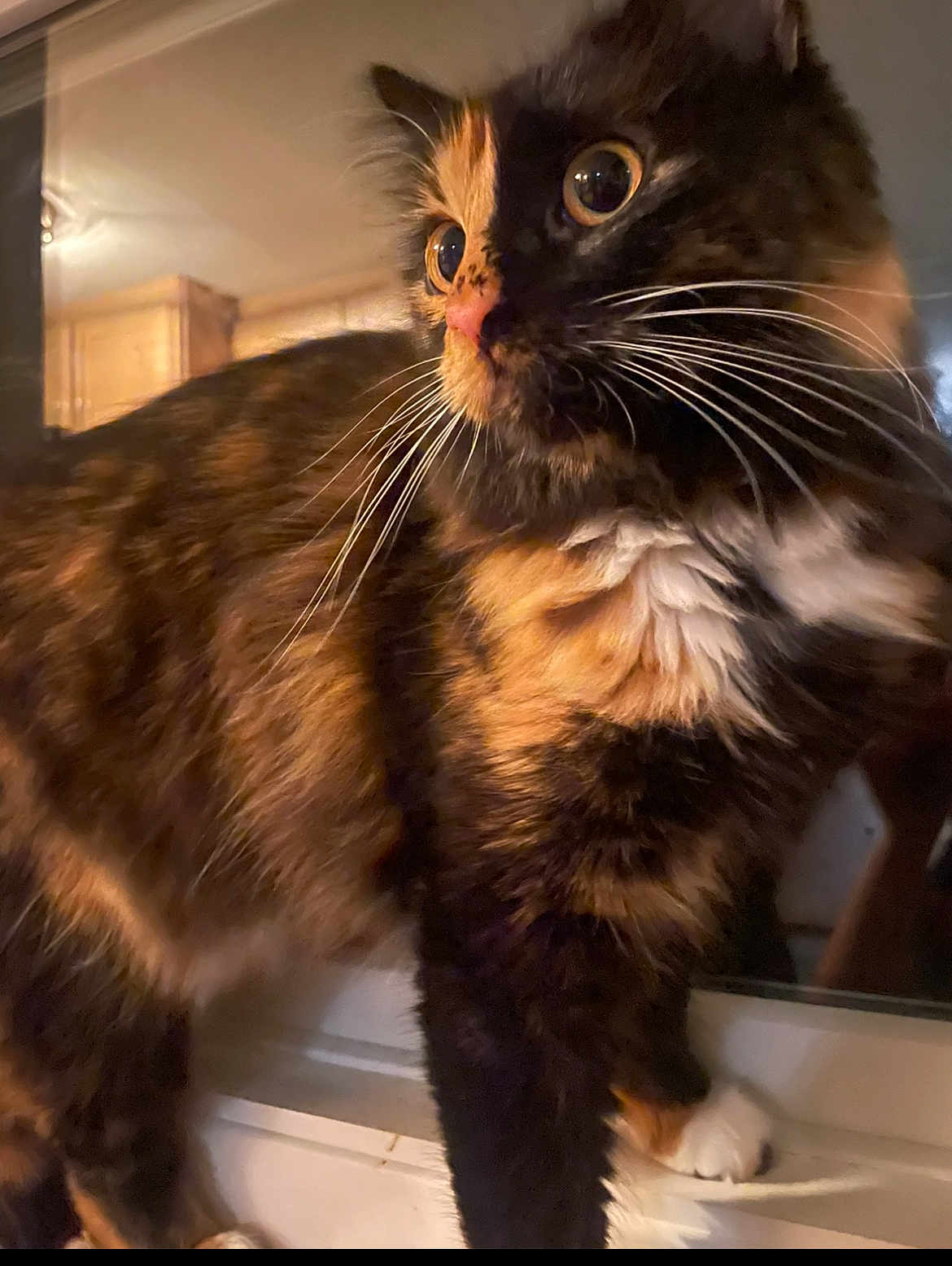 Buttercup joined the competition — help win amazing prizes! cat, tortoiseshell, animal, pet, whiskers, fur, indoor, closeup, curious, eyes, mammal, cute, feline, domestic, paw, window, reflection, soft_light, portrait, cozy