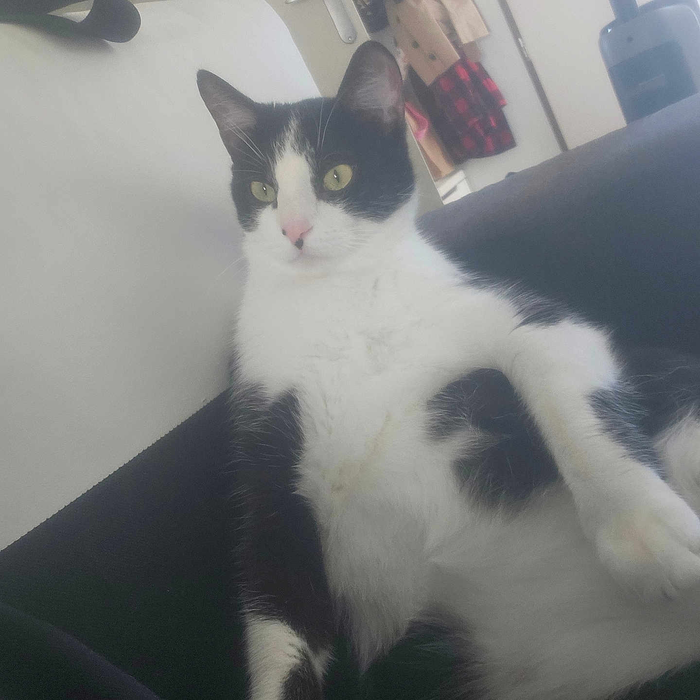 Adèsse a rejoint le concours — aidez-le/la à gagner de superbes lots ! angora, animal, architecture, armchair, bed, building, cat, chair, couch, cushion, furniture, homedecor, indoors, kitten, livingroom, manx, person, pet, room, sleeping