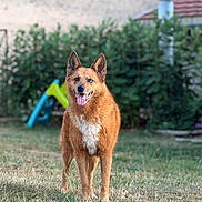 Moïra a rejoint le concours — aidez-le/la à gagner de superbes lots ! animal, blue_eye, blurred_background, brown_fur, canine, dog, ears_up, garden, grass, happy, nature, outdoor, pet, playset, portrait, standing, sunny, tongue_out, white_chest, yard