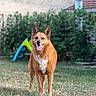 animal, blue_eye, blurred_background, brown_fur, canine, dog, ears_up, garden, grass, happy, nature, outdoor, pet, playset, portrait, standing, sunny, tongue_out, white_chest, yard