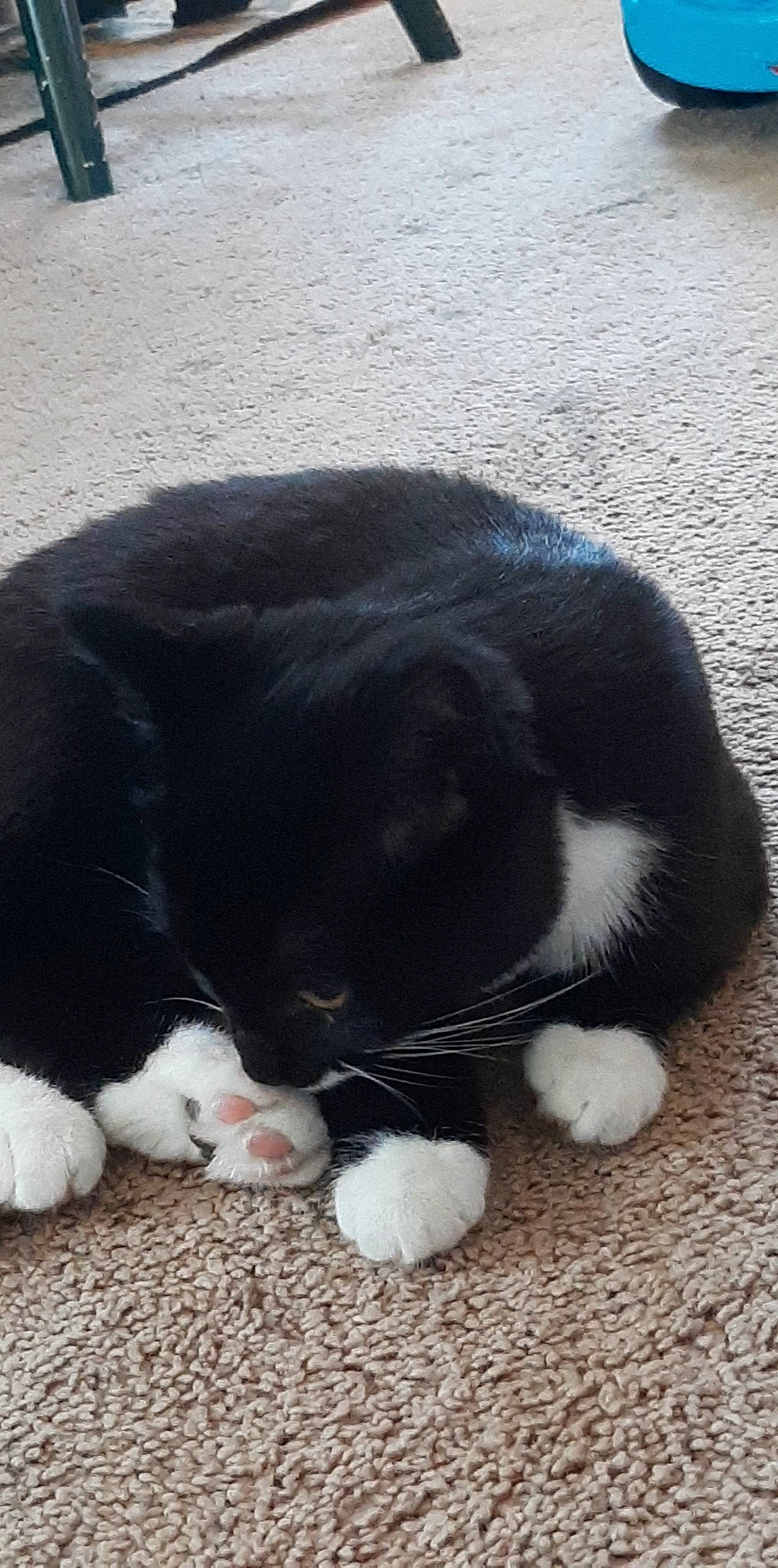 Marley is registered to the contest to win money with this photo: carnivore, cat, claw, comfort, dog_breed, domestic_short_haired_cat, felidae, flooring, foot, fur, grass, mammal, nap, sleep, small_to_medium_sized_cats, snout, tail, terrestrial_animal, vertebrate, whiskers