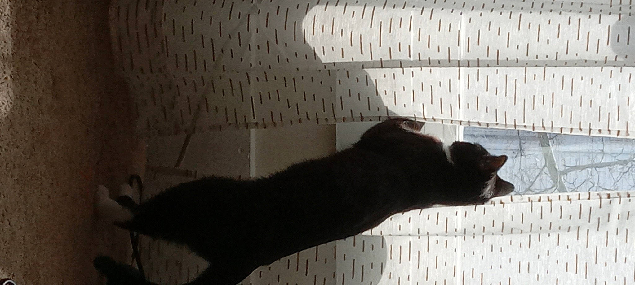 Marley joined the competition — help win amazing prizes! carnivore, cat, darkness, felidae, flooring, foot, fur, gesture, human_leg, monochrome, monochrome_photography, room, shadow, small_to_medium_sized_cats, snout, tail, tints_and_shades, whiskers, window, wood