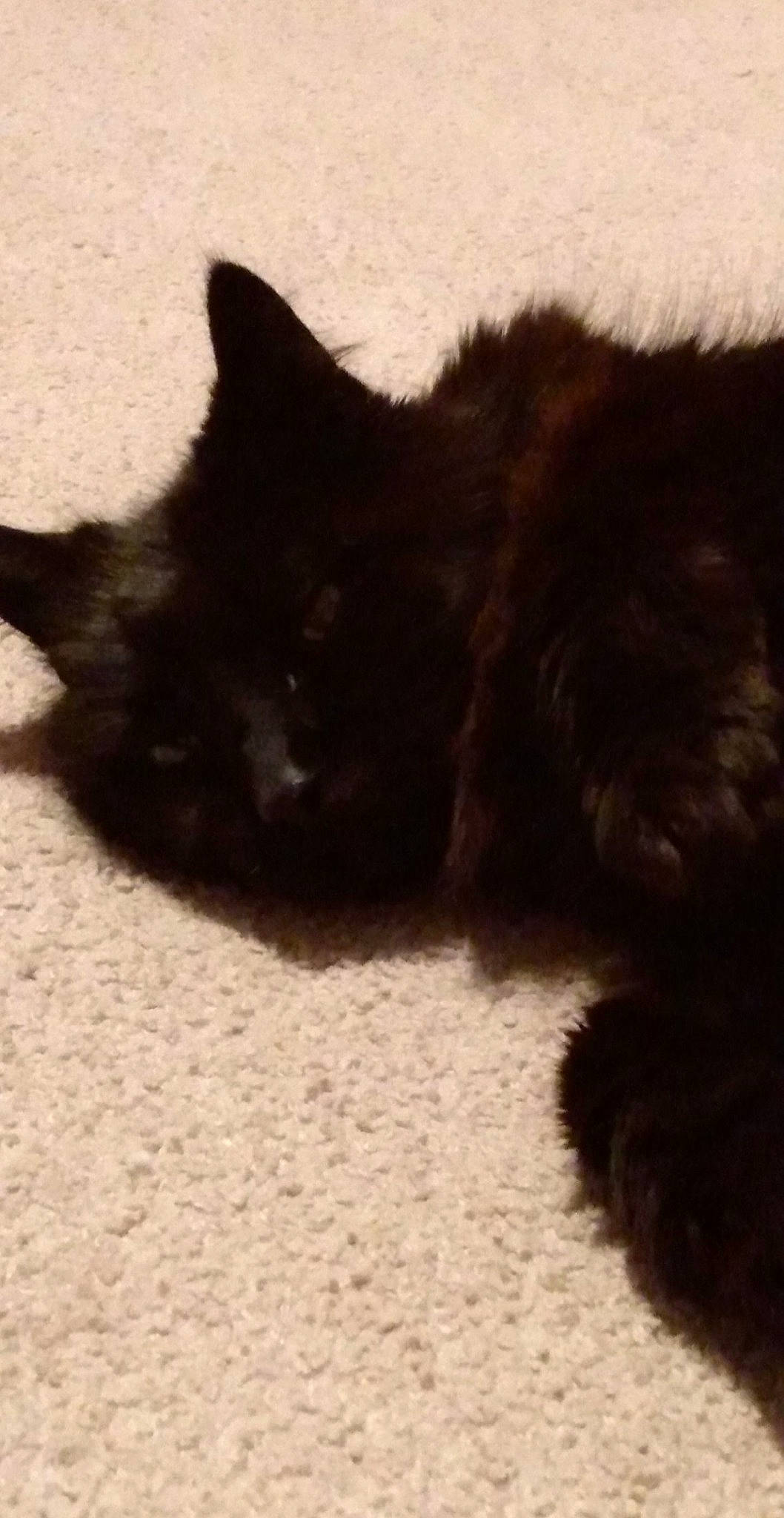 Joe joined the competition — help win amazing prizes! black_cat, bombay, canidae, carnivore, cat, cat_supply, claw, dog_breed, domestic_short_haired_cat, felidae, flooring, fur, paw, small_to_medium_sized_cats, snout, tail, terrestrial_animal, whiskers