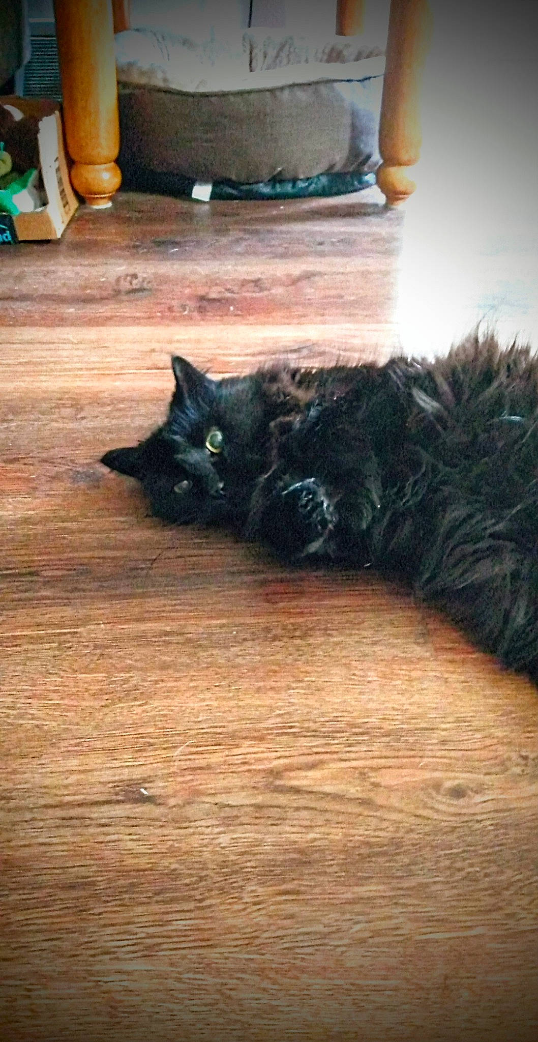 Joe joined the competition — help win amazing prizes! black_cat, carnivore, cat, cloud, comfort, felidae, floor, flooring, grey, hardwood, laminate_flooring, plant, sky, small_to_medium_sized_cats, snout, tail, tints_and_shades, whiskers, wood, wood_stain