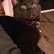 Gypsy joined the competition — help win amazing prizes! alert, animal, black_cat, cat, close_up, collar, curious, cute, domestic_cat, floor, fur, furniture, home, indoor, lap, person, pet, sitting, whiskers, wide_eyes