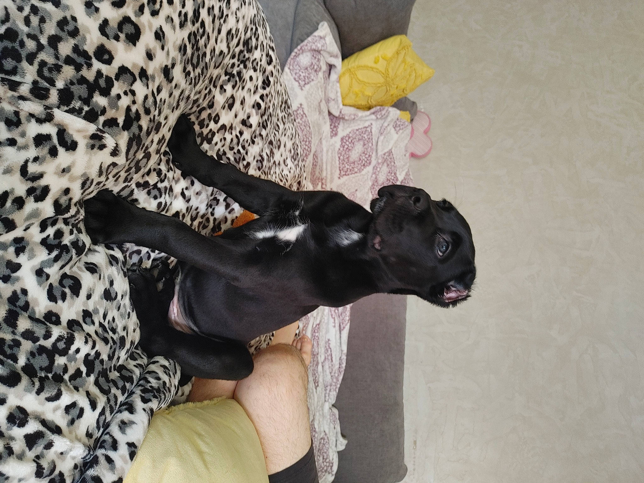 Sig joined the competition — help win amazing prizes! canidae, carnivore, comfort, companion_dog, dog, dog_breed, fawn, felidae, fur, grey, guard_dog, non_sporting_group, pattern, sculpture, snout, sporting_group, tail, terrestrial_animal, toy_dog, working_animal