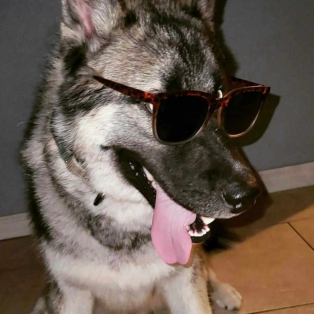 Mushu is registered to the contest to win money with this photo: accessories, animal, ball, bodypart, canine, dog, football, germanshepherd, husky, mouth, person, pet, policedog, puppy, snout, soccer, soccerball, sunglasses, whitedog, wolf