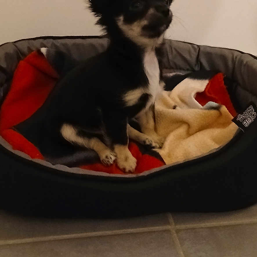 Ares participe au concours pour gagner de l'argent avec cette photo : animal, black_dog, blanket, cozy, cute, dog, domestic_animal, ears, floor, fur, indoor, looking_away, pet_bed, puppy, resting, sitting, small_dog, tan_markings, tile_floor, young_dog