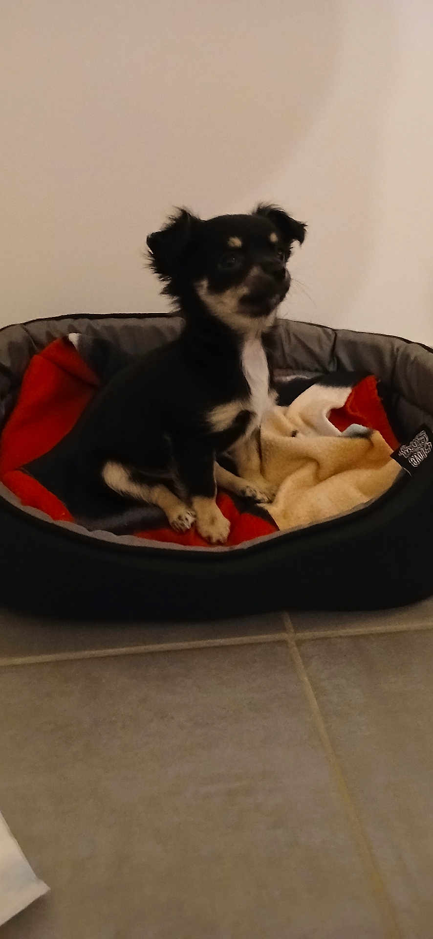 Ares participe au concours pour gagner de l'argent avec cette photo : puppy, dog, pet_bed, blanket, indoor, small_dog, floor, tile_floor, black_dog, tan_markings, cute, animal, young_dog, resting, cozy, domestic_animal, fur, ears, sitting, looking_away