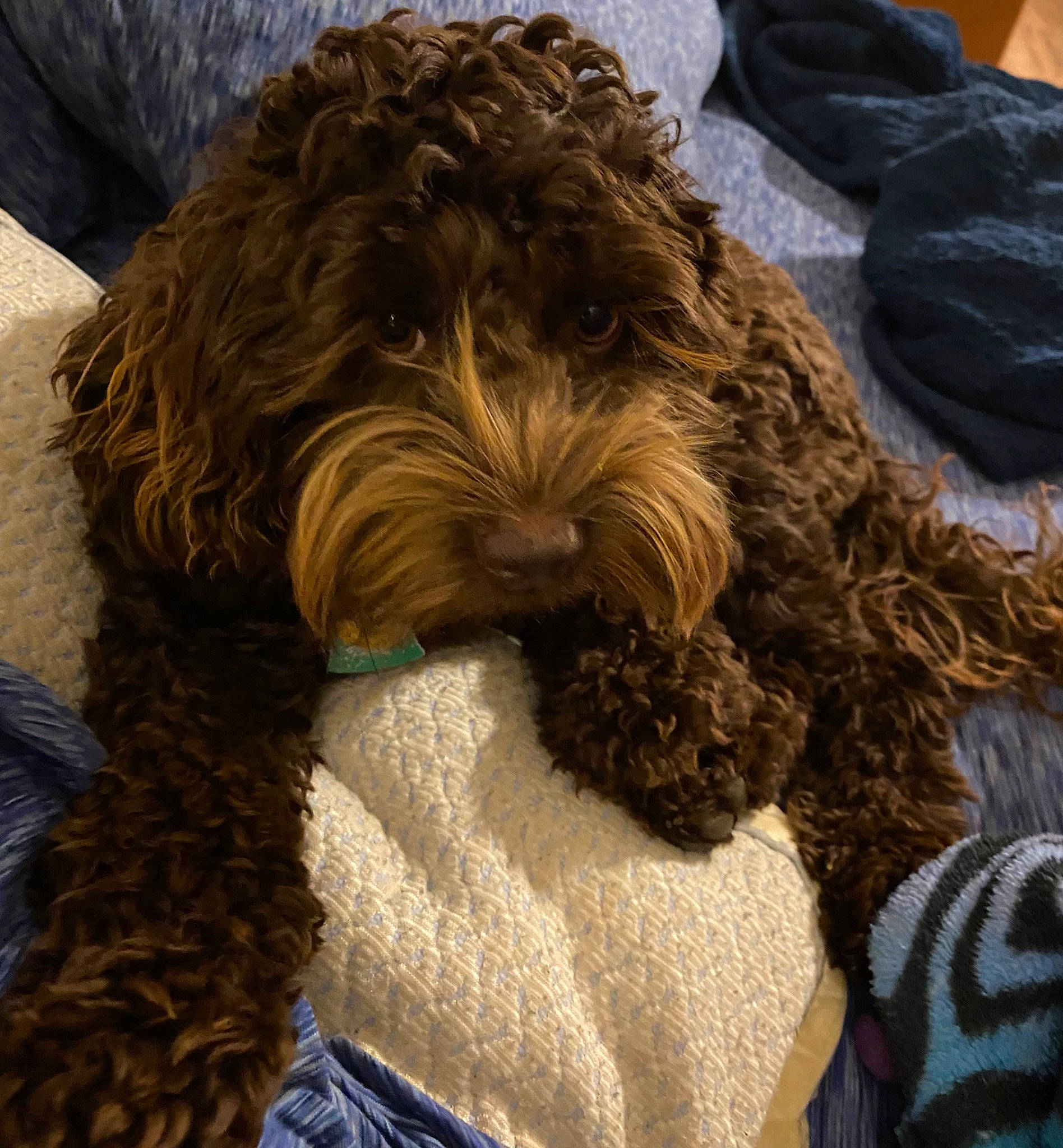 Gracie Mae joined the competition — help win amazing prizes! canidae, carnivore, comfort, companion_dog, dog, dog_breed, dog_collar, dog_supply, fur, labradoodle, linens, liver, portuguese_water_dog, snout, sporting_group, terrier, toy_dog, water_dog, working_animal, yorkipoo