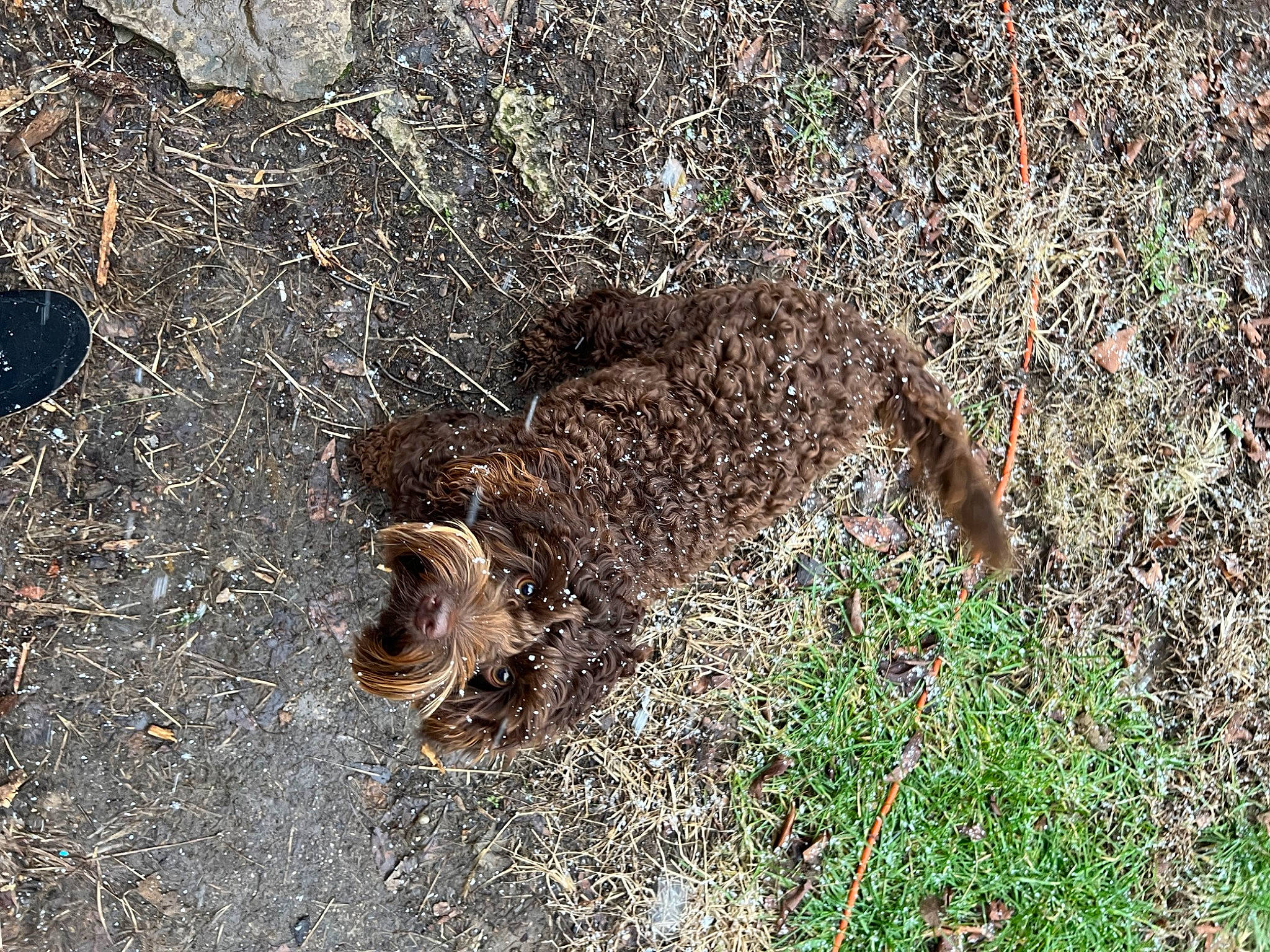 Gracie Mae joined the competition — help win amazing prizes! asphalt, grass, groundcover, herbaceous_plant, mammal, natural_material, plant, road_surface, soil, terrestrial_animal