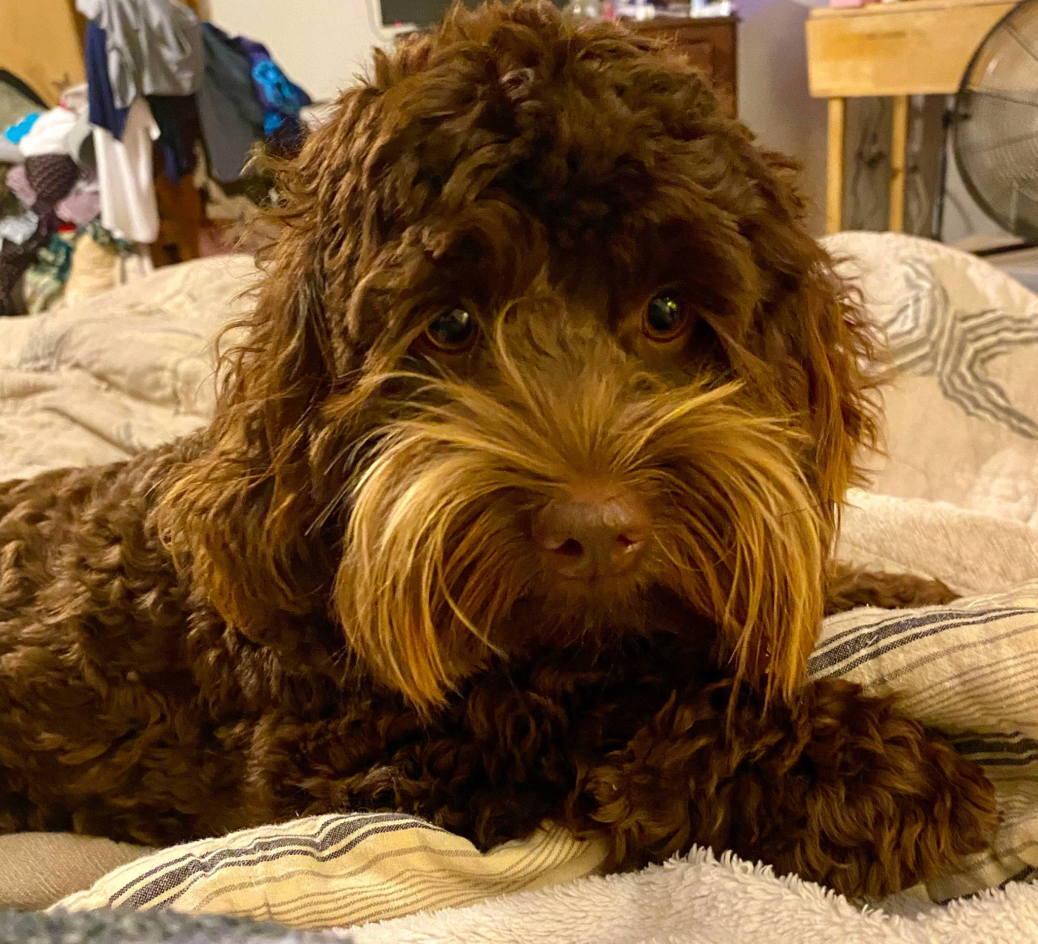 Gracie Mae is registered to the contest to win money with this photo: canidae, carnivore, companion_dog, dog, dog_breed, dog_collar, fur, giant_dog_breed, liver, non_sporting_group, small_terrier, snout, sporting_group, terrestrial_animal, terrier, toy_dog, water_dog, wood, working_animal, yorkipoo