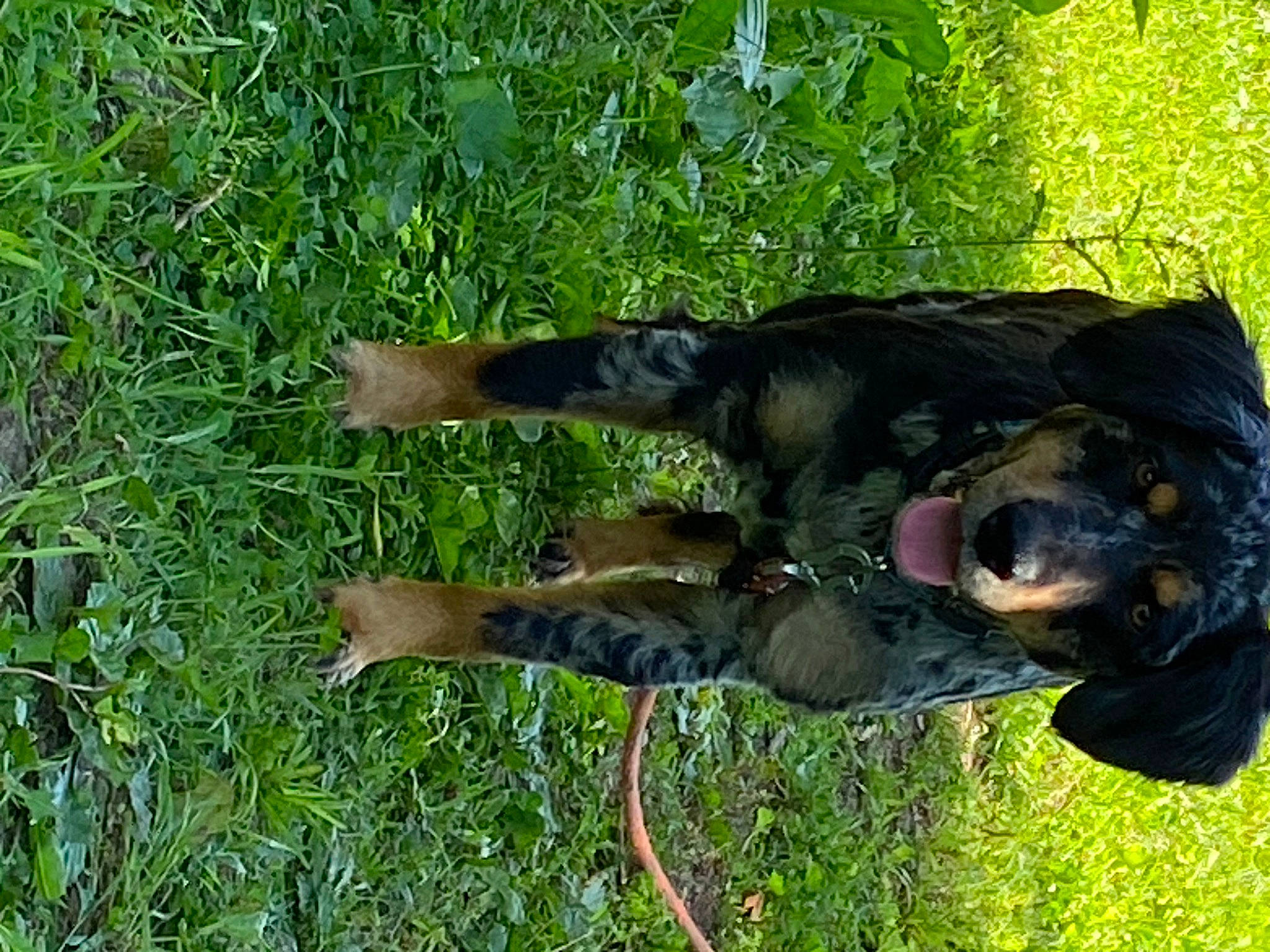 Addie is registered to the contest to win money with this photo: biting, canidae, carnivore, collar, companion_dog, dog, dog_breed, fawn, grass, groundcover, guard_dog, hunting_dog, plant, snout, sporting_group, tail, terrestrial_animal, tree, working_animal, working_dog