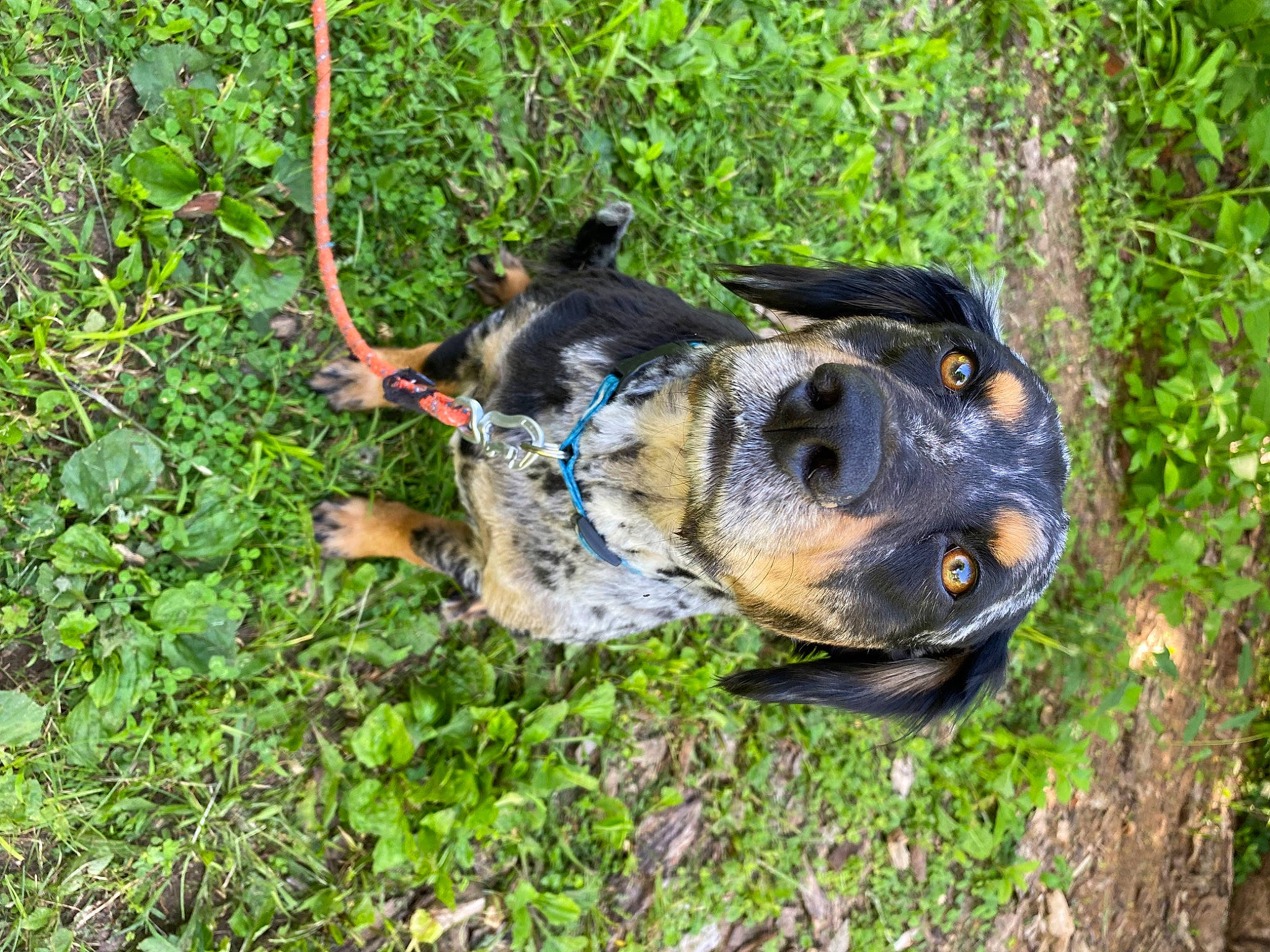Addie is registered to the contest to win money with this photo: amphibian, canidae, carnivore, collar, companion_dog, dog, dog_breed, fawn, grass, groundcover, guard_dog, hunting_dog, plant, snout, sporting_group, terrestrial_animal, whiskers, wildlife, working_animal, working_dog