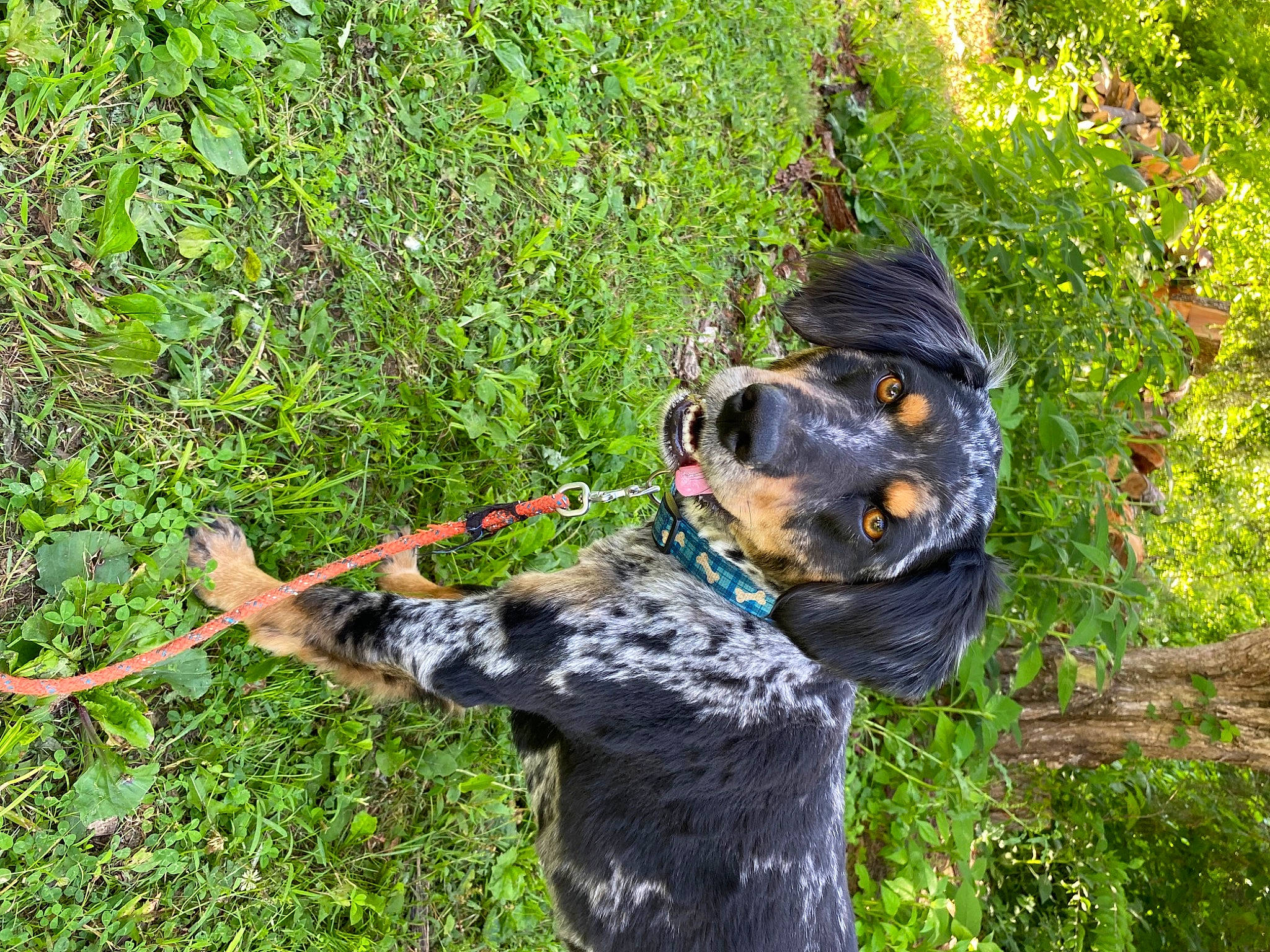 Addie is registered to the contest to win money with this photo: canidae, carnivore, collar, companion_dog, dog, dog_breed, dog_collar, dog_supply, fawn, grass, guard_dog, leash, plant, snout, sporting_group, tail, terrier, tree, water_dog, working_animal