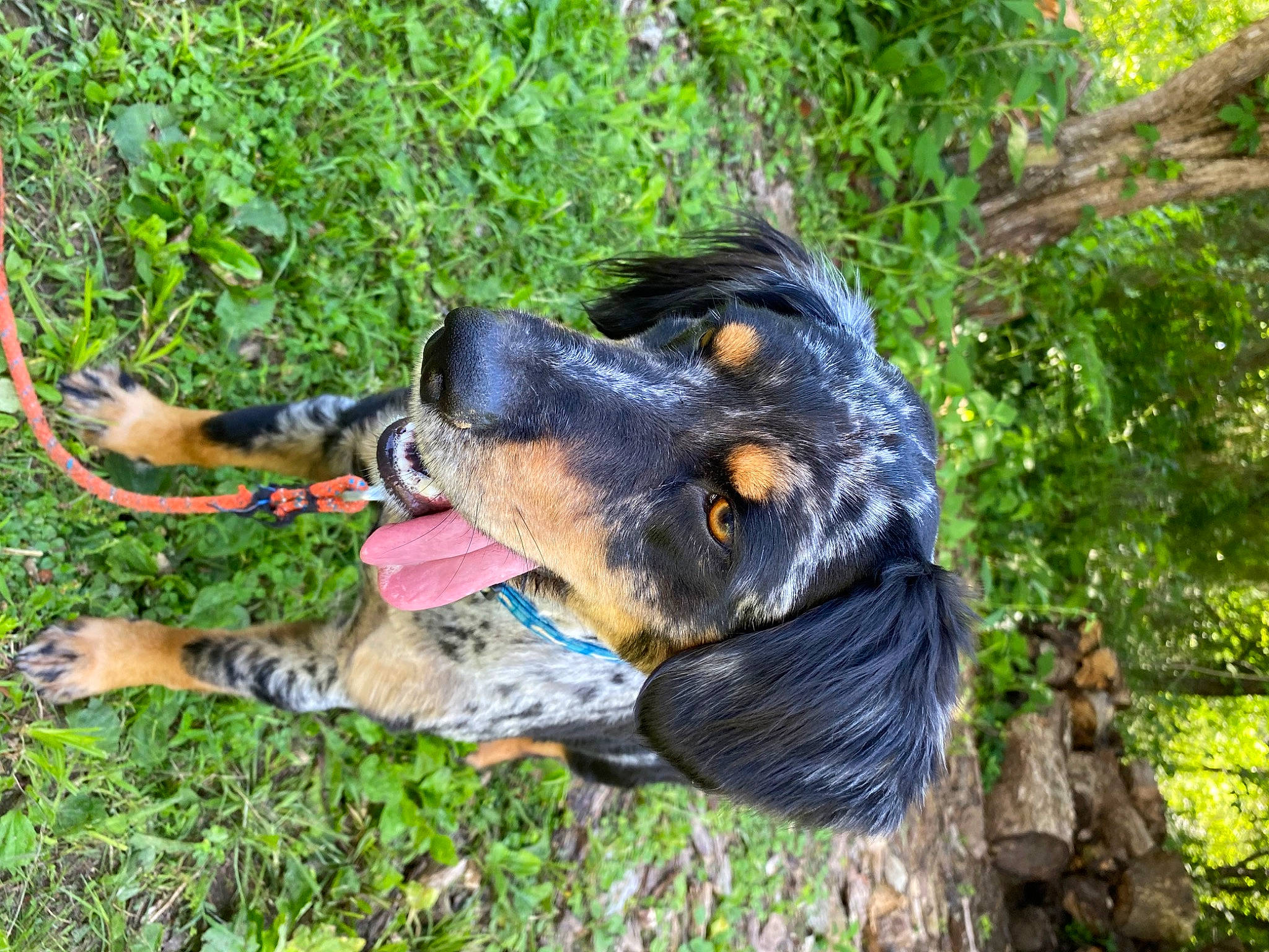 Addie joined the competition — help win amazing prizes! art, canidae, carnivore, collar, companion_dog, dog, dog_breed, dog_collar, grass, guard_dog, herding_dog, hound, hunting_dog, plant, snout, sporting_group, working_animal, working_dog