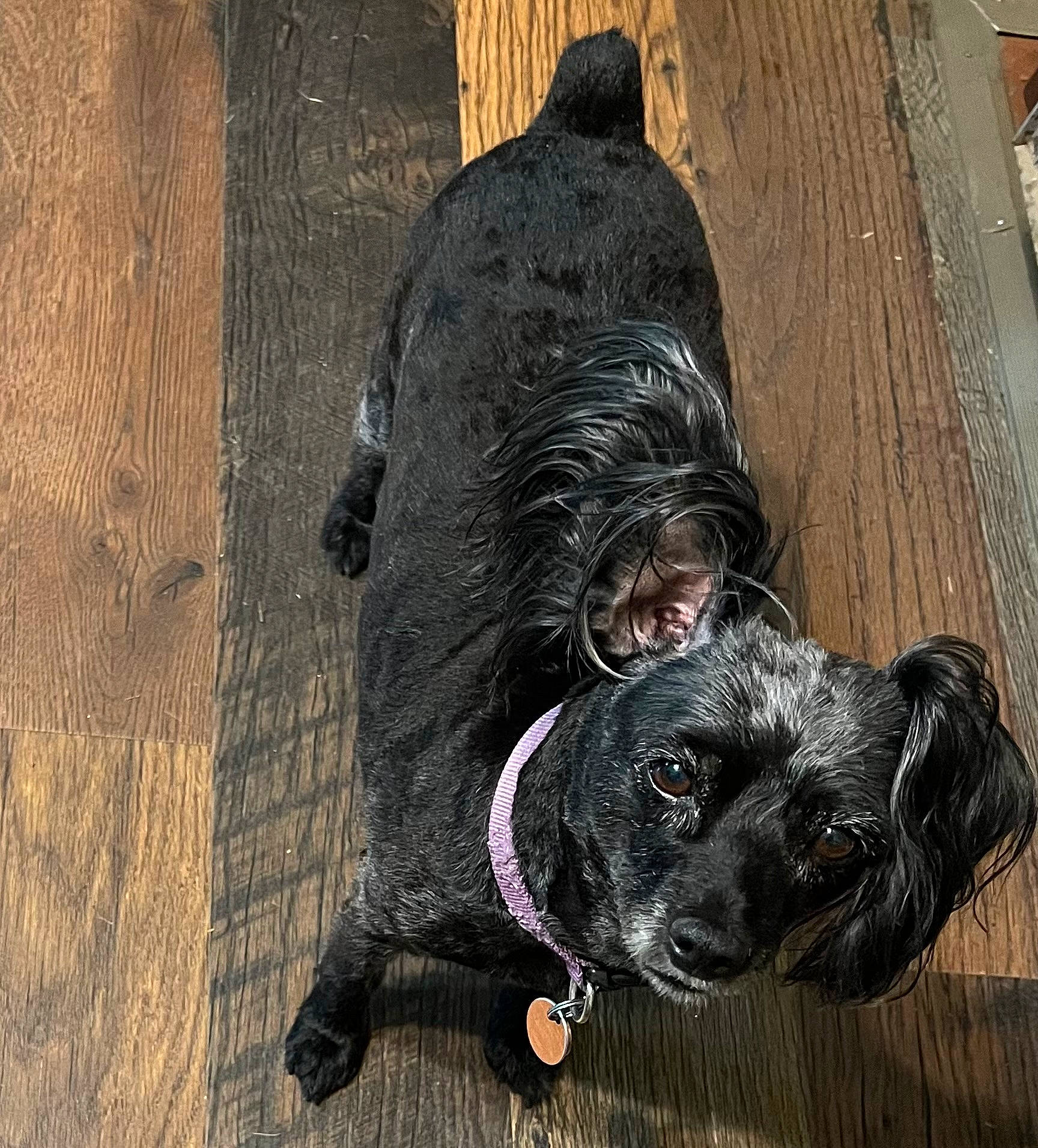 Bonnie Brooke joined the competition — help win amazing prizes! art, canidae, carnivore, companion_dog, dog, dog_breed, dog_collar, dog_supply, fur, guard_dog, liver, non_sporting_group, snout, sporting_group, terrestrial_animal, whiskers, wood, working_animal, working_dog, wrinkle