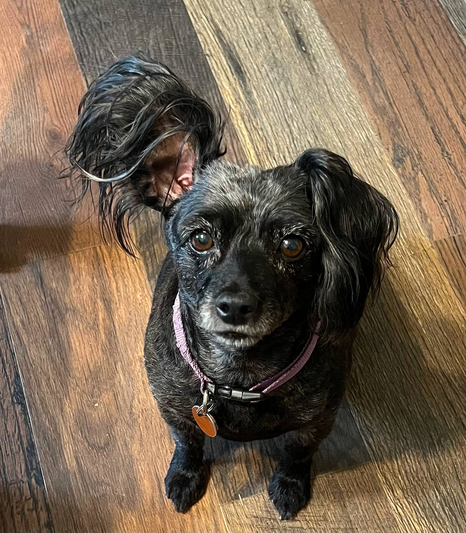 Bonnie Brooke is registered to the contest to win money with this photo: borador, canidae, carnivore, companion_dog, dog, dog_breed, dog_collar, flooring, fur, guard_dog, hardwood, liver, personal_protective_equipment, retriever, snout, sporting_group, whiskers, wood, wood_stain, working_animal