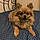 Puppi