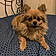 Puppi