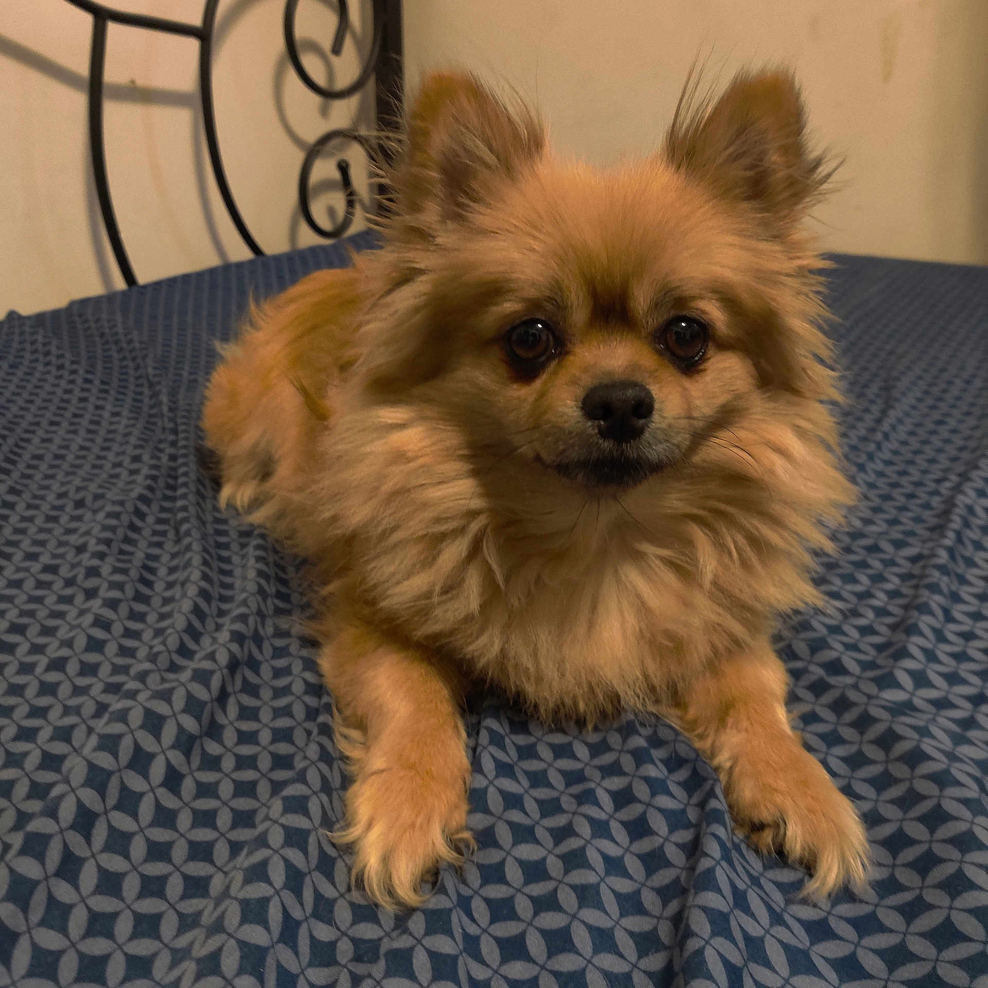 Puppi