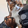 animal, black_fur, brown_fur, cat, close_up, copper_vase, curious, decor, ears, feline, fluffy, green_eyes, helmet, indoor, metal, motorcycle_gear, pet, portrait, whiskers, white_fur