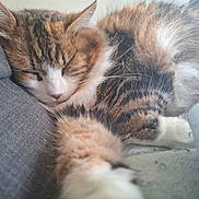 Olly participe au concours pour gagner de l'argent avec cette photo : animal, cat, closeup, couch, cozy, cute, domestic, feline, fur, indoor, nap, paw, peaceful, pet, relaxed, resting, sleeping, soft, tabby, whiskers
