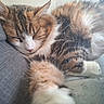 animal, cat, closeup, couch, cozy, cute, domestic, feline, fur, indoor, nap, paw, peaceful, pet, relaxed, resting, sleeping, soft, tabby, whiskers