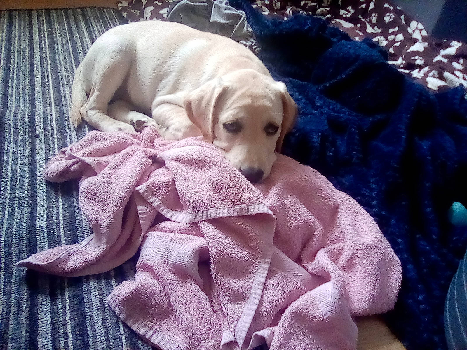 Pippa is registered to the contest to win money with this photo: canidae, carnivore, collar, comfort, companion_dog, dog, dog_breed, dog_collar, dog_supply, fawn, fur, gun_dog, linens, liver, nap, pattern, pet_supply, snout, sporting_group, working_animal