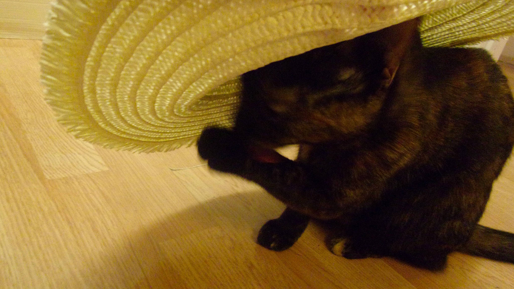 Kiki joined the competition — help win amazing prizes! cap, carnivore, cat, comfort, costume_hat, dog_breed, fawn, felidae, flooring, fur, hardwood, hat, small_to_medium_sized_cats, tail, terrestrial_animal, vertebrate, whiskers, wood, wool, woolen