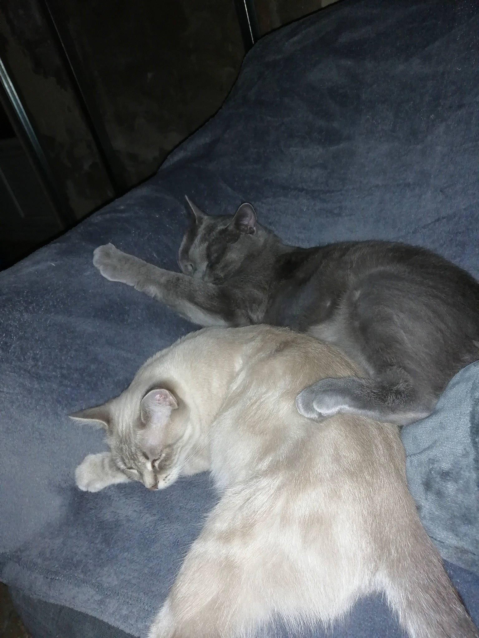 Plume participe au concours pour gagner de l'argent avec cette photo : asian, british_shorthair, burmese, burmilla, carnivore, cat, domestic_short_haired_cat, fawn, felidae, kitten, mammal, oriental_longhair, singapura, small_to_medium_sized_cats, tail, tonkinese, whiskers