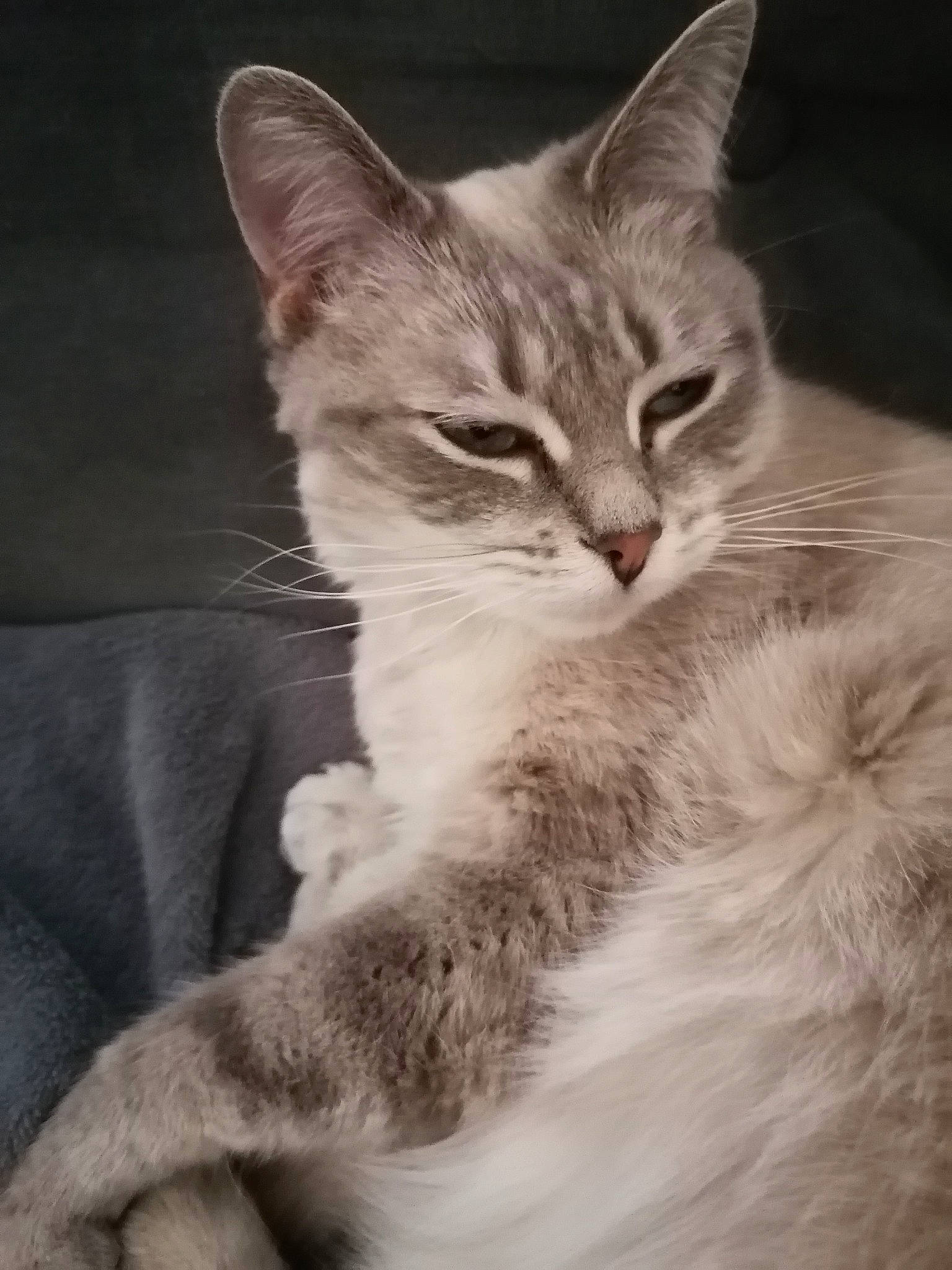 Plume participe au concours pour gagner de l'argent avec cette photo : aegean_cat, asian, black_and_white, burmilla, carnivore, cat, domestic_short_haired_cat, ear, european_shorthair, felidae, kitten, mammal, norwegian_forest_cat, small_to_medium_sized_cats, snout, tabby_cat, whiskers