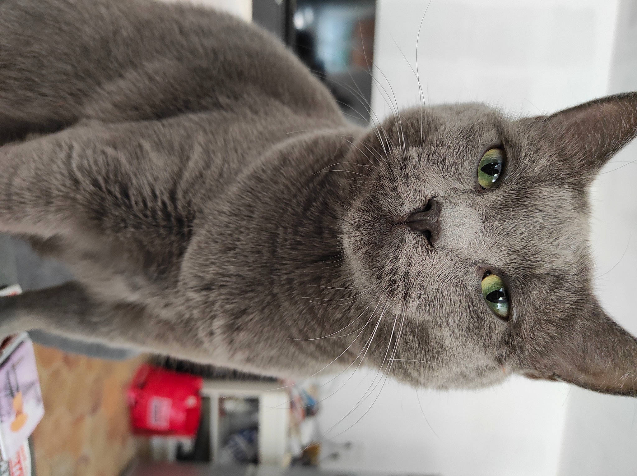 Oréo participe au concours pour gagner de l'argent avec cette photo : british_shorthair, burmese, carnivore, cat, chartreux, domestic_short_haired_cat, felidae, korat, mammal, nebelung, russian_blue, small_to_medium_sized_cats, snout, whiskers