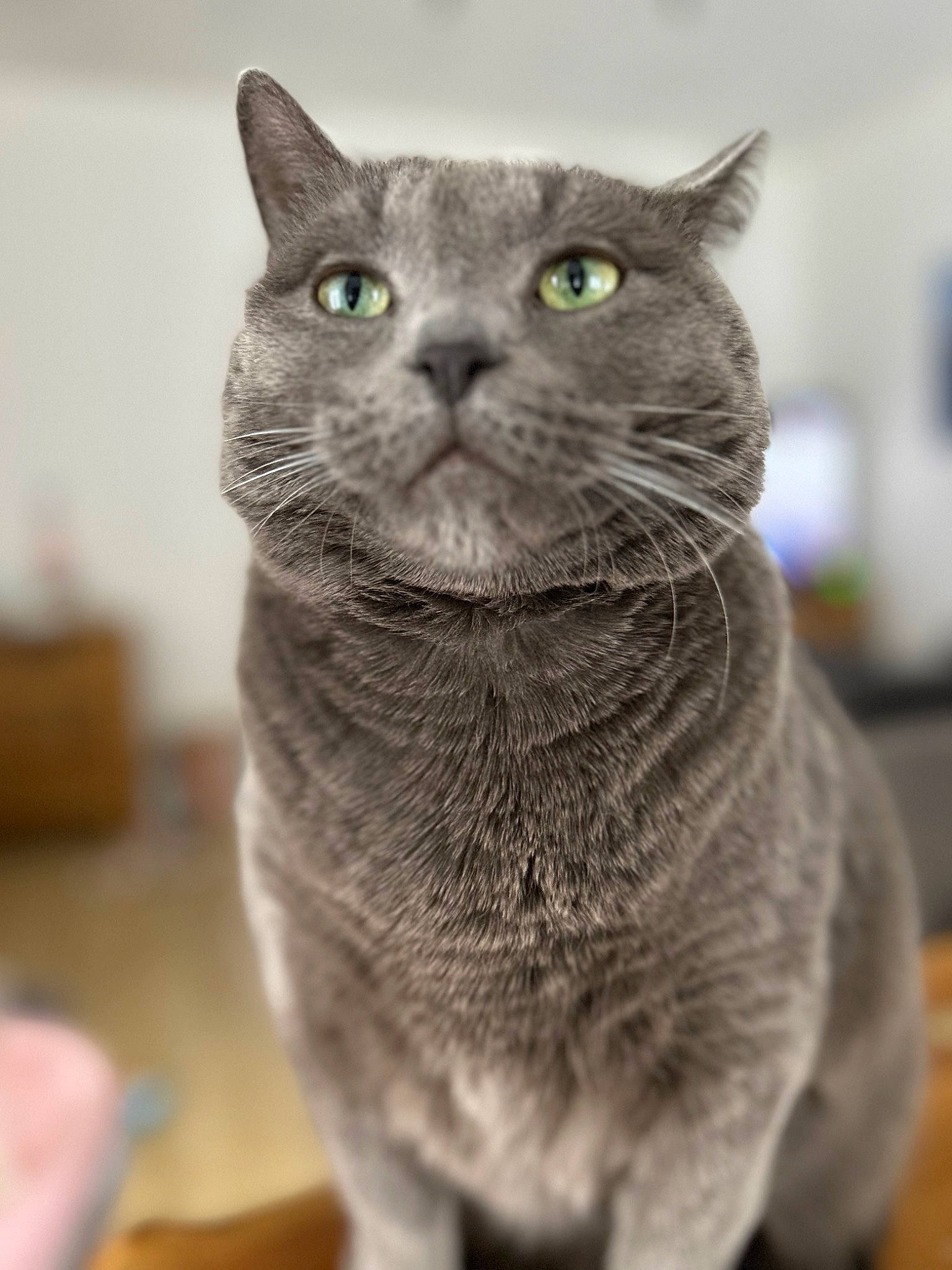 Oréo a rejoint le concours — aidez-le/la à gagner de superbes lots ! carnivore, cat, chartreux, domestic_short_haired_cat, ear, felidae, fur, grey, iris, monochrome_photography, russian_blue, small_to_medium_sized_cats, snout, terrestrial_animal, whiskers