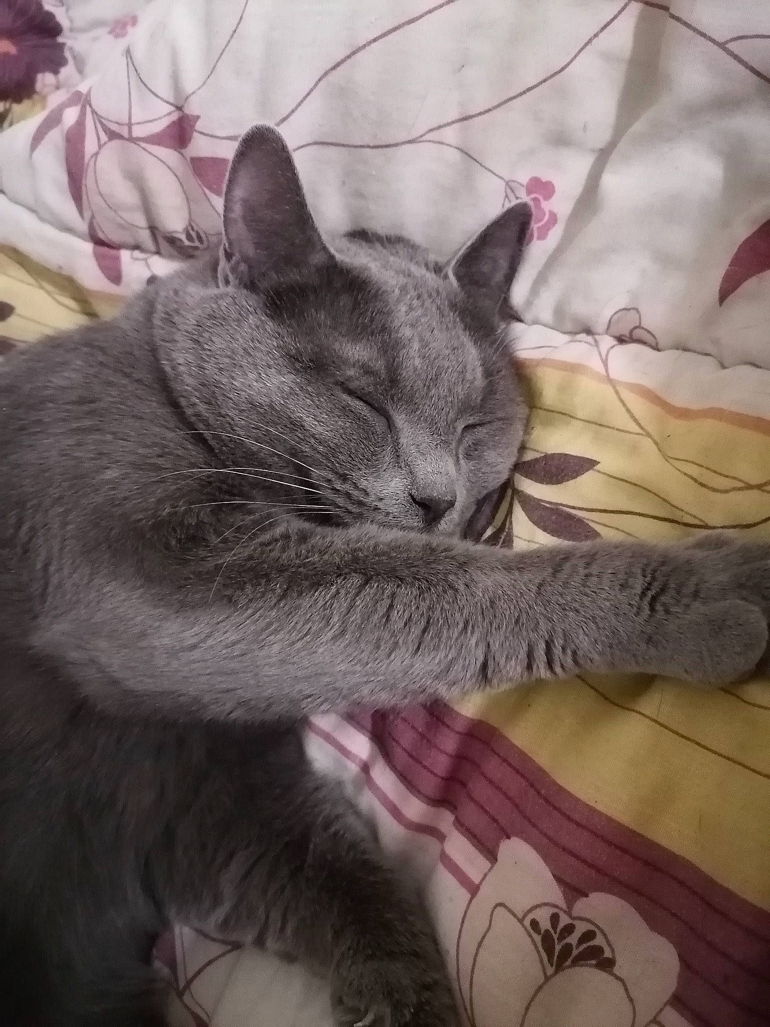 Oréo a rejoint le concours — aidez-le/la à gagner de superbes lots ! asian, british_shorthair, carnivore, cat, chartreux, domestic_short_haired_cat, european_shorthair, felidae, kitten, korat, mammal, nebelung, russian_blue, small_to_medium_sized_cats, snout, tail, whiskers