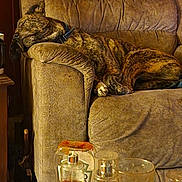 Buddy joined the competition — help win amazing prizes! dog, sleeping, armchair, brindle, furniture, pen_holder, pens, glass, bottle, table, indoor, cozy, rest, relaxation, brown, beige, clutter, napping, pet, domestic