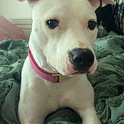 Salem is registered to the contest to win money with this photo: animal, background, bed, blanket, braided_hair, close_up, collar, cute, dog, ears, fur, green_blanket, indoor, looking, lying_down, nostrils, person, pet, soft_light, white_dog