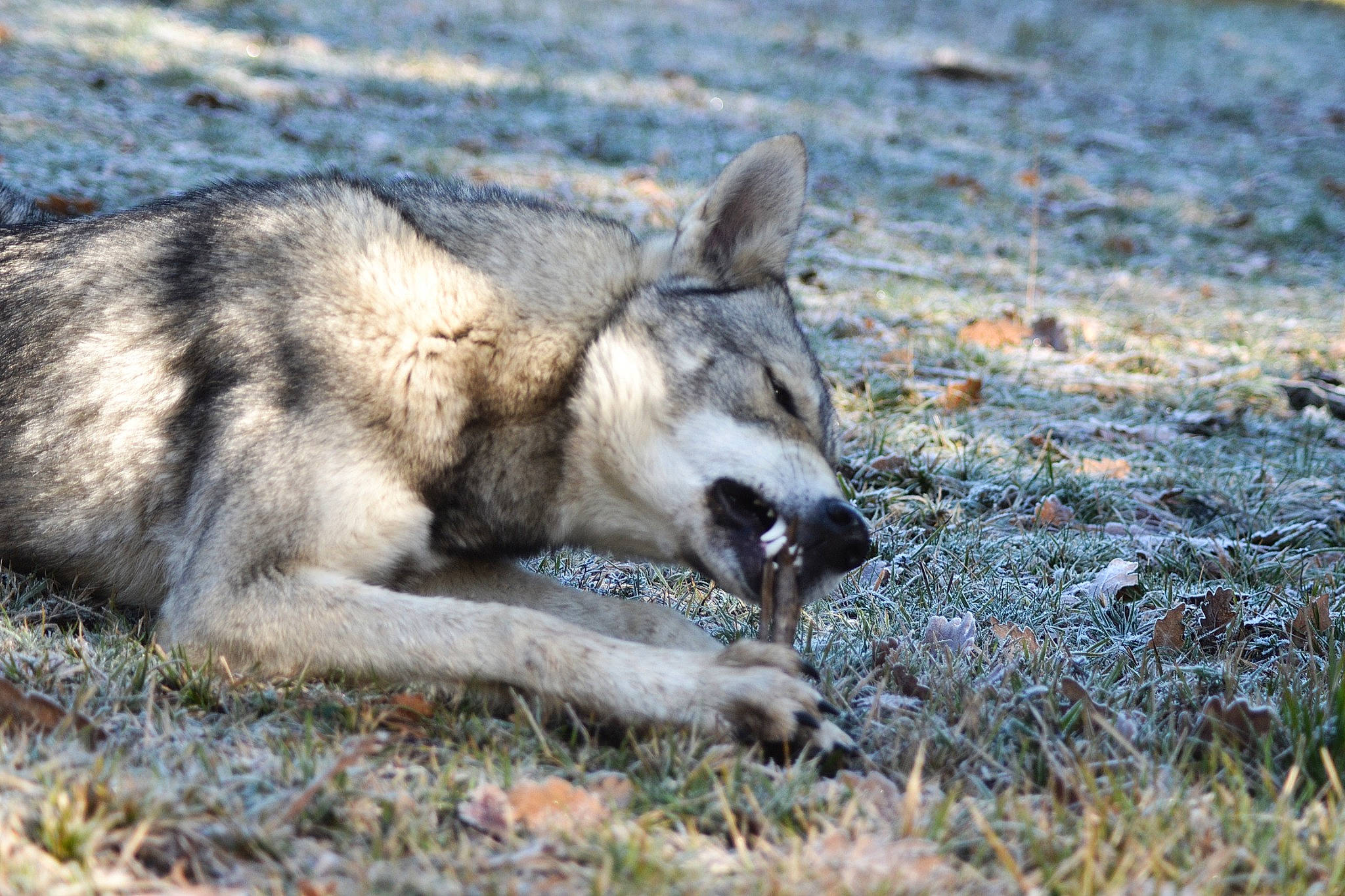 äska a rejoint le concours — aidez-le/la à gagner de superbes lots ! adaptation, canidae, canis, ecoregion, fawn, fur, kangaroo, macropodidae, marsupial, snout, terrestrial_animal, wallaby, wilderness, wildlife, wolf